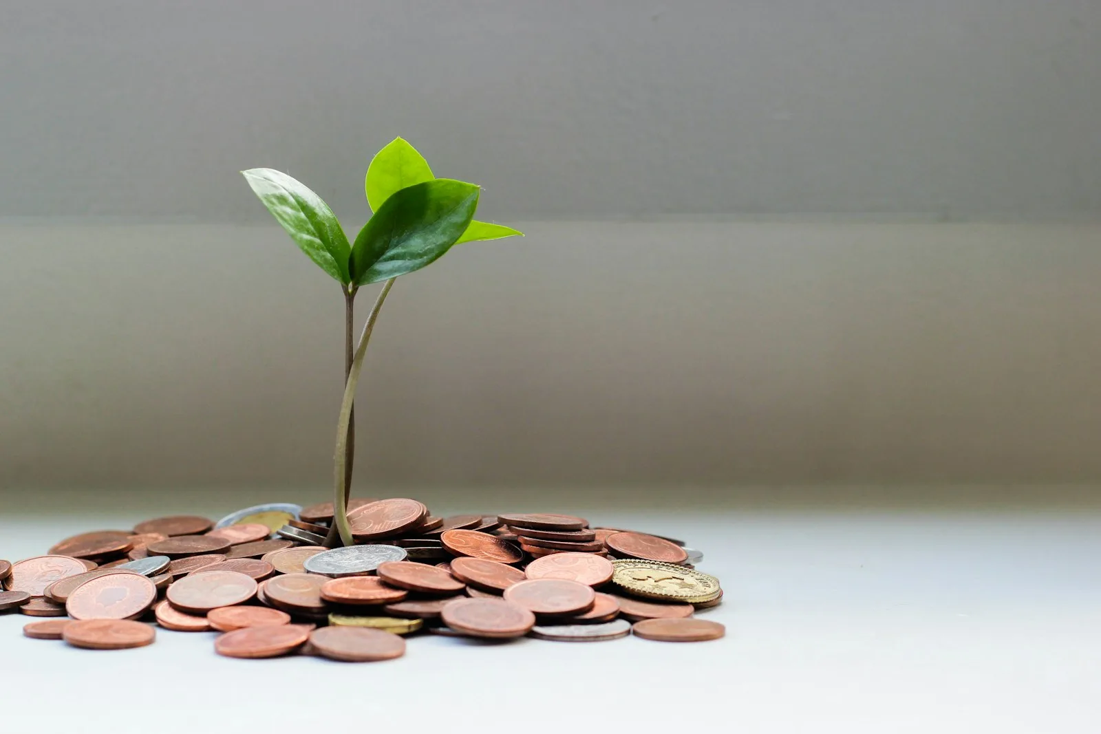 A sapling growing out of coins. A sign of growth in finances.