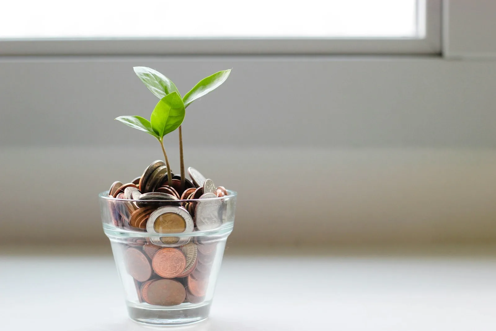 Photo of a plant growing out of coins